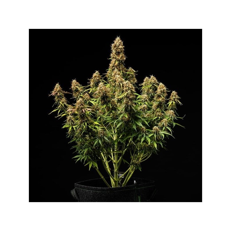 Gaia F1 Auto semi cannabis Royal Queen Seeds