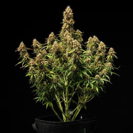 Gaia F1 Auto semi cannabis Royal Queen Seeds