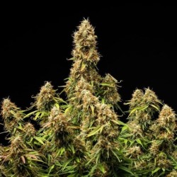 Gaia F1 Auto semi cannabis Royal Queen Seeds