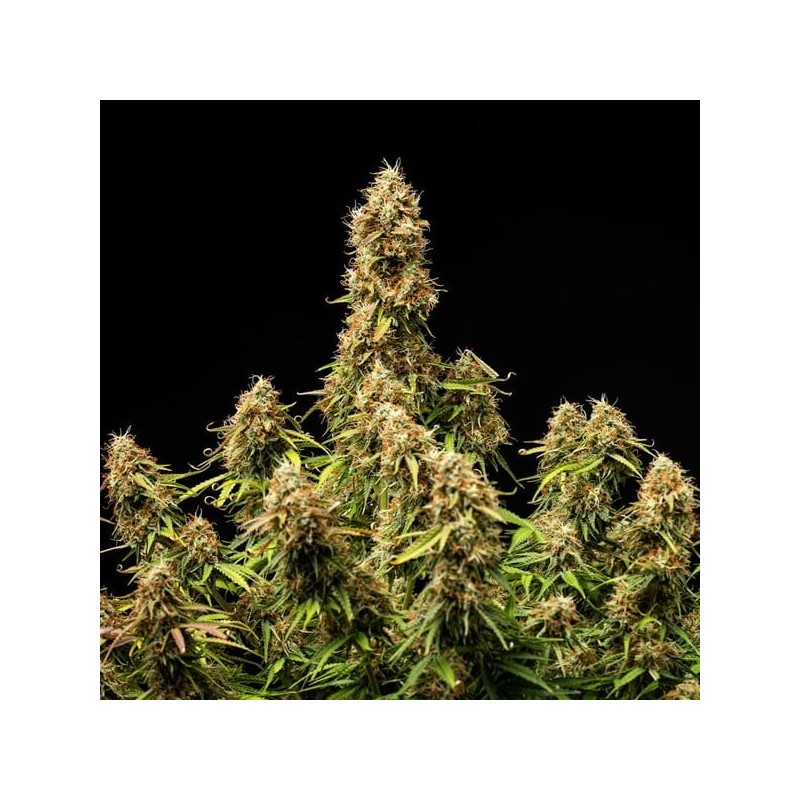 Gaia F1 Auto semi cannabis Royal Queen Seeds