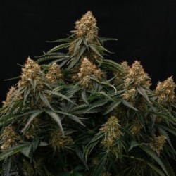 Gaia F1 Auto semi cannabis Royal Queen Seeds