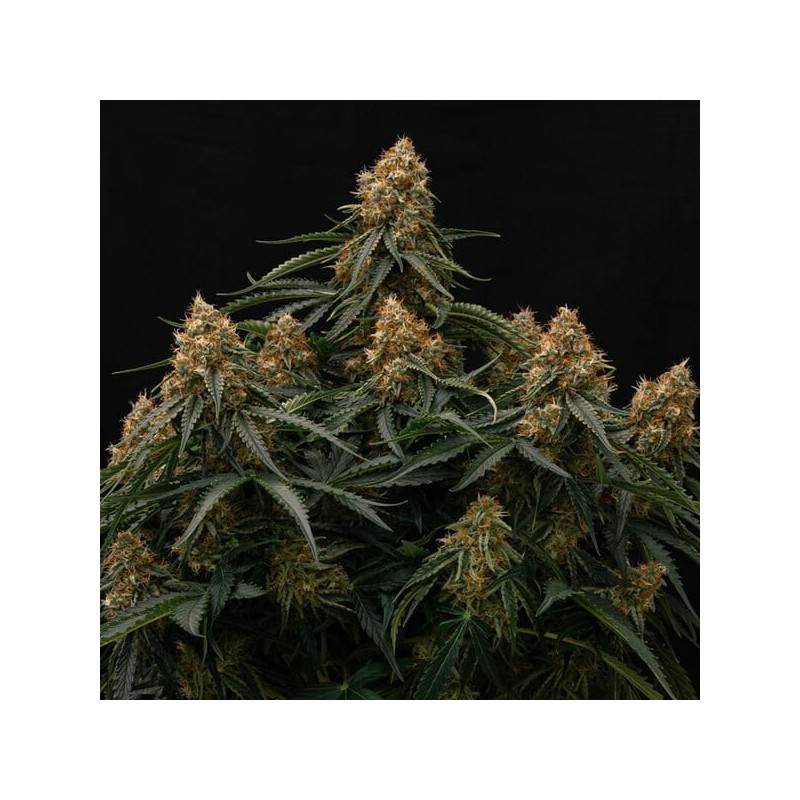 Gaia F1 Auto semi cannabis Royal Queen Seeds