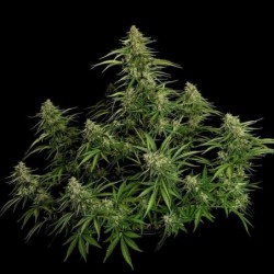 Gaia F1 Auto semi cannabis Royal Queen Seeds