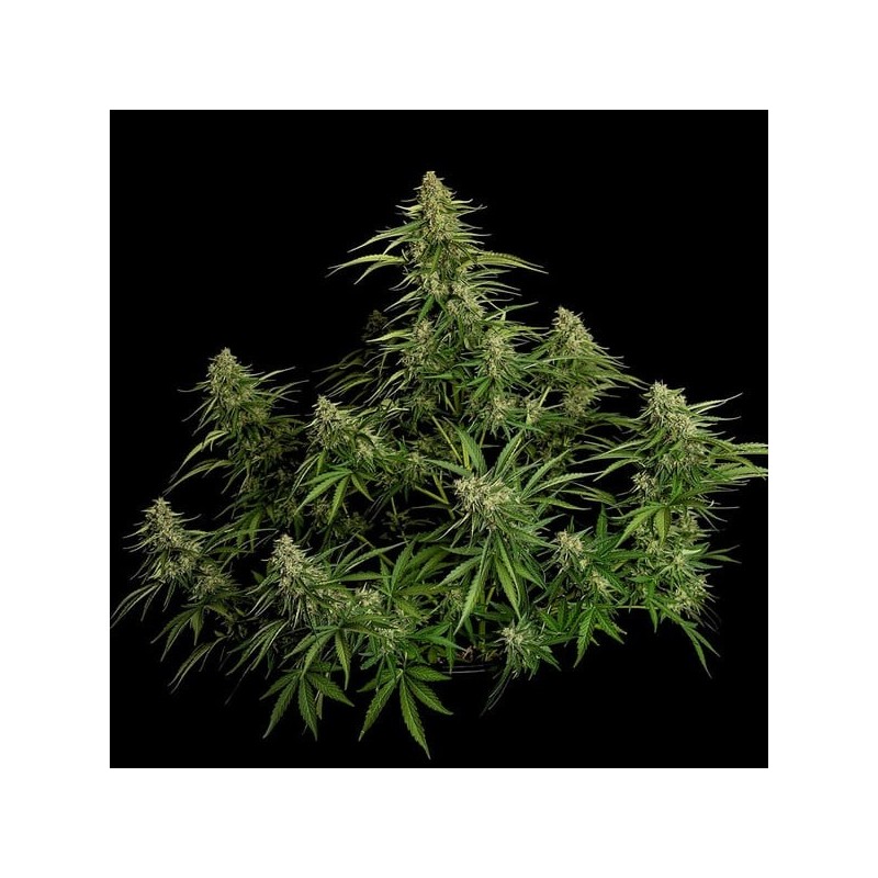 Gaia F1 Auto semi cannabis Royal Queen Seeds