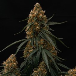 Gaia F1 Auto semi cannabis Royal Queen Seeds