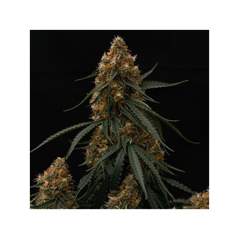 Gaia F1 Auto semi cannabis Royal Queen Seeds