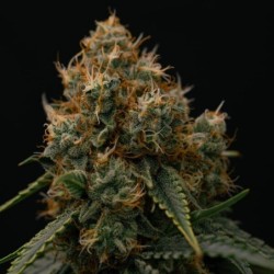 Gaia F1 Auto semi cannabis Royal Queen Seeds