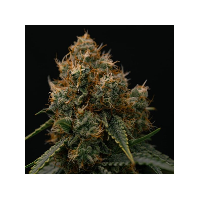 Gaia F1 Auto semi cannabis Royal Queen Seeds