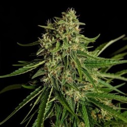 Gaia F1 Auto semi cannabis Royal Queen Seeds