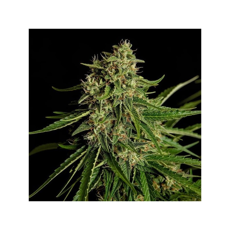 Gaia F1 Auto semi cannabis Royal Queen Seeds
