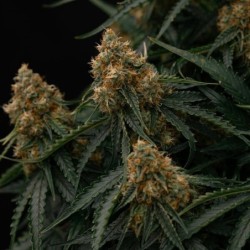 Gaia F1 Auto semi cannabis Royal Queen Seeds