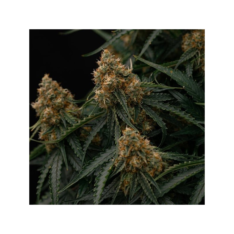 Gaia F1 Auto semi cannabis Royal Queen Seeds