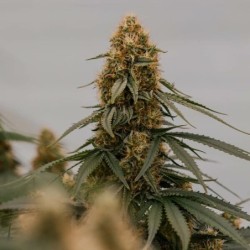 Gaia F1 Auto semi cannabis Royal Queen Seeds