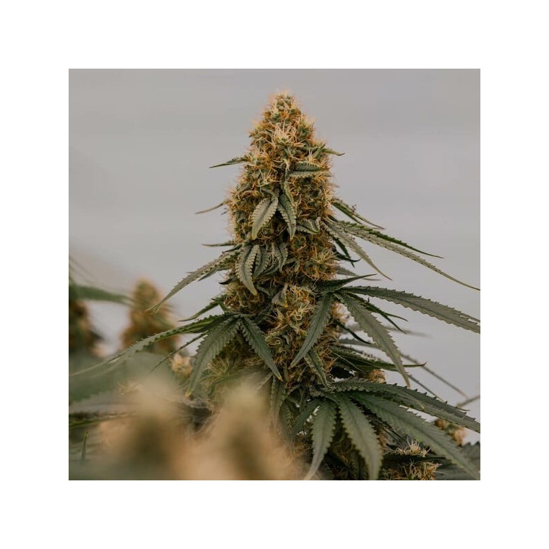 Gaia F1 Auto semi cannabis Royal Queen Seeds