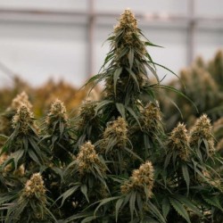 Gaia F1 Auto semi cannabis Royal Queen Seeds