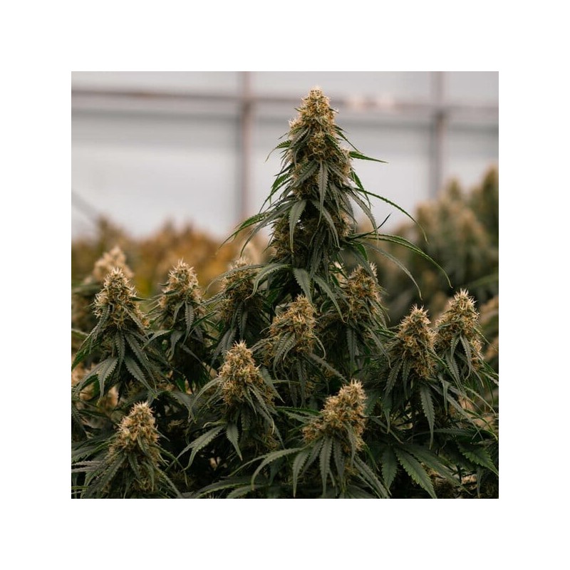 Gaia F1 Auto semi cannabis Royal Queen Seeds