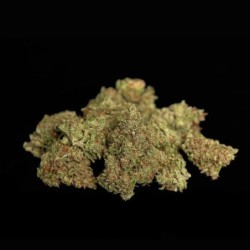 Gaia F1 Auto semi cannabis Royal Queen Seeds