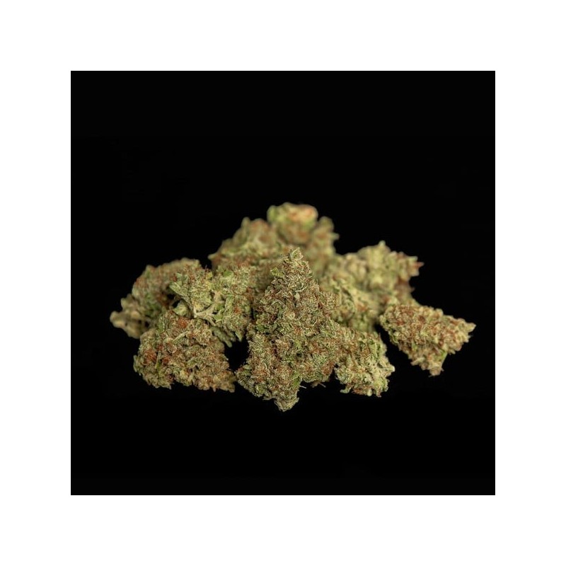 Gaia F1 Auto semi cannabis Royal Queen Seeds