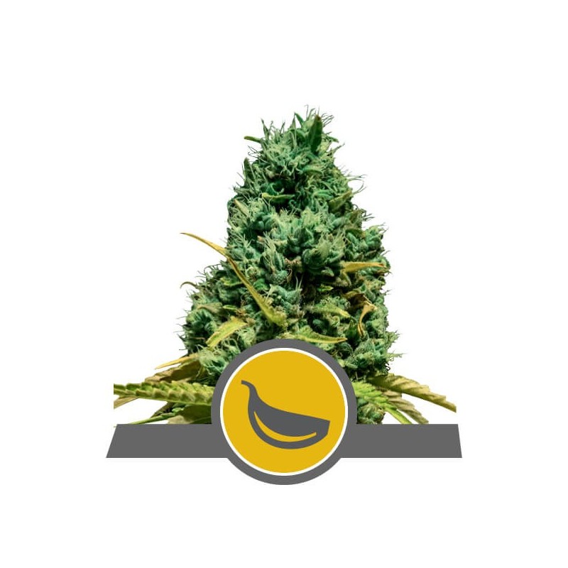 Garlic Mist semi cannabis Royal Queen Seeds