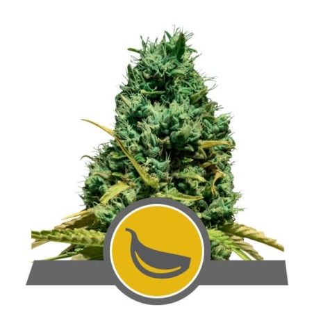 Garlic Mist semi cannabis Royal Queen Seeds