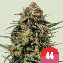 Gelato 44 semi cannabis Royal Queen Seeds
