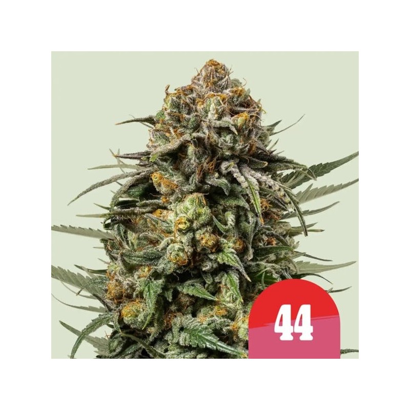 Gelato 44 semi cannabis Royal Queen Seeds