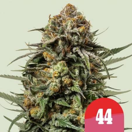 Gelato 44 semi cannabis Royal Queen Seeds