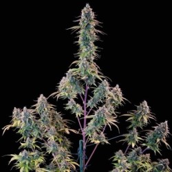 Gelato 44 semi cannabis Royal Queen Seeds