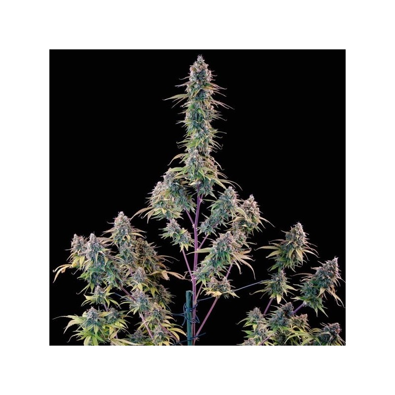 Gelato 44 semi cannabis Royal Queen Seeds