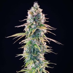 Gelato 44 semi cannabis Royal Queen Seeds