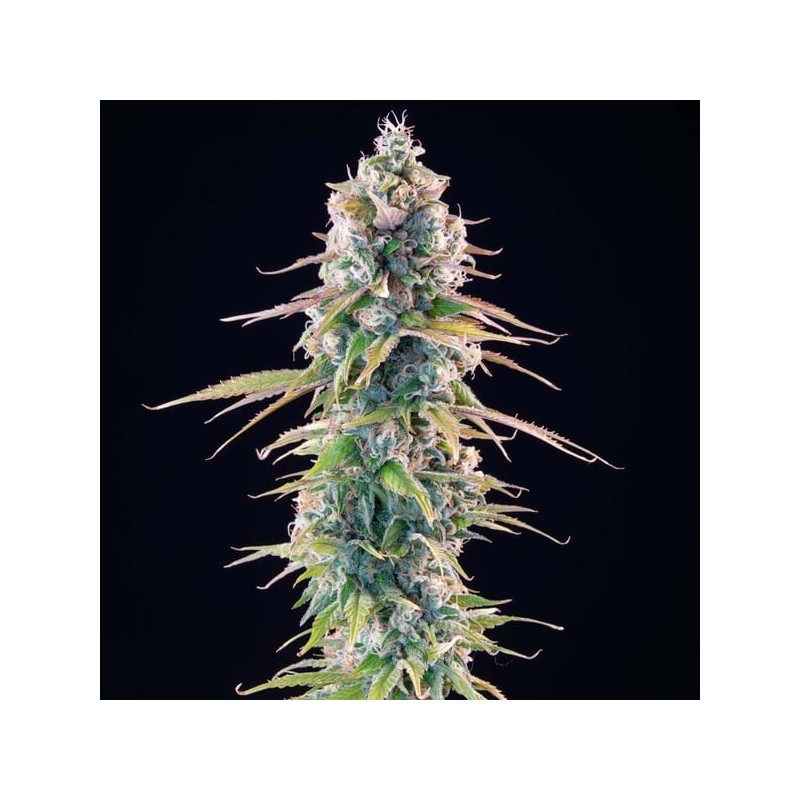 Gelato 44 semi cannabis Royal Queen Seeds