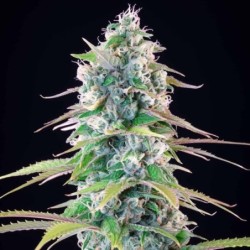 Gelato 44 semi cannabis Royal Queen Seeds