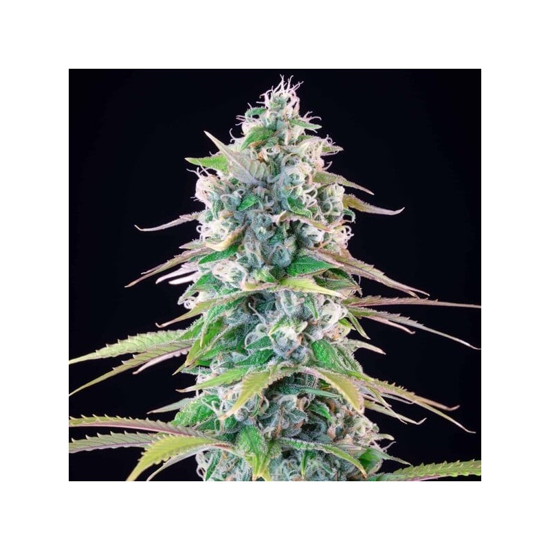 Gelato 44 semi cannabis Royal Queen Seeds