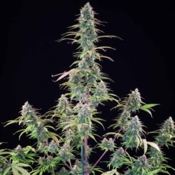 Gelato 44 semi cannabis Royal Queen Seeds