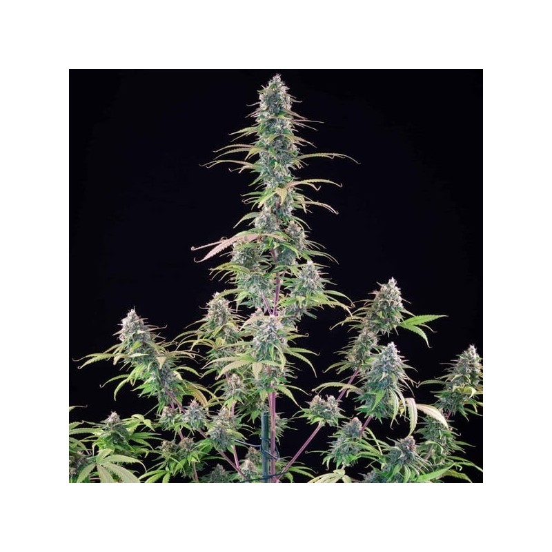 Gelato 44 semi cannabis Royal Queen Seeds