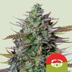GOAT'lato Auto semi cannabis Royal Queen Seeds