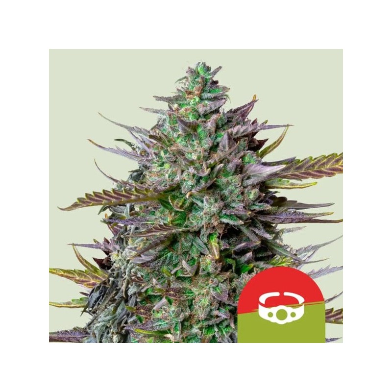 GOAT'lato Auto semi cannabis Royal Queen Seeds