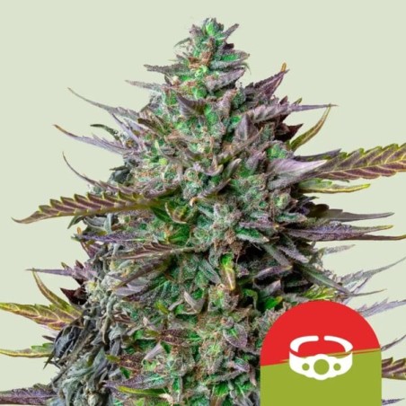 GOAT'lato Auto semi cannabis Royal Queen Seeds