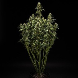 GOAT'lato Auto semi cannabis Royal Queen Seeds