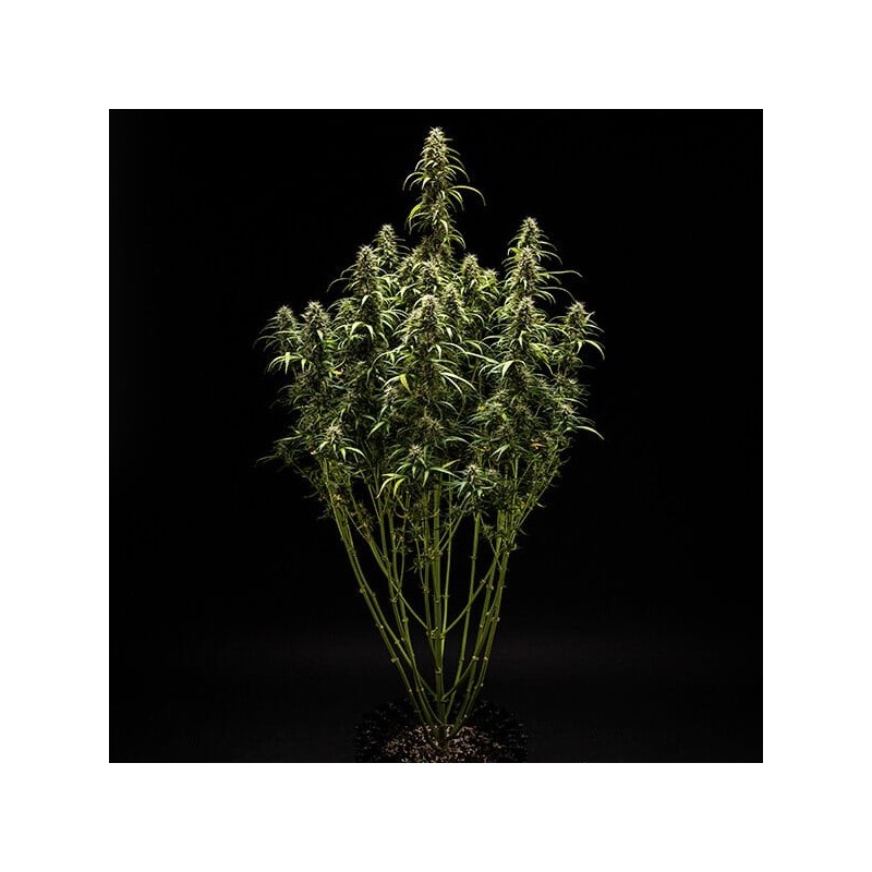 GOAT'lato Auto semi cannabis Royal Queen Seeds
