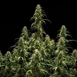 GOAT'lato Auto semi cannabis Royal Queen Seeds