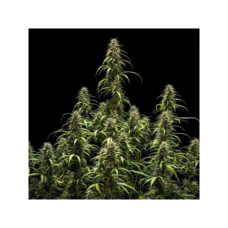 GOAT'lato Auto semi cannabis Royal Queen Seeds