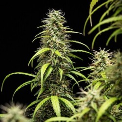 GOAT'lato Auto semi cannabis Royal Queen Seeds
