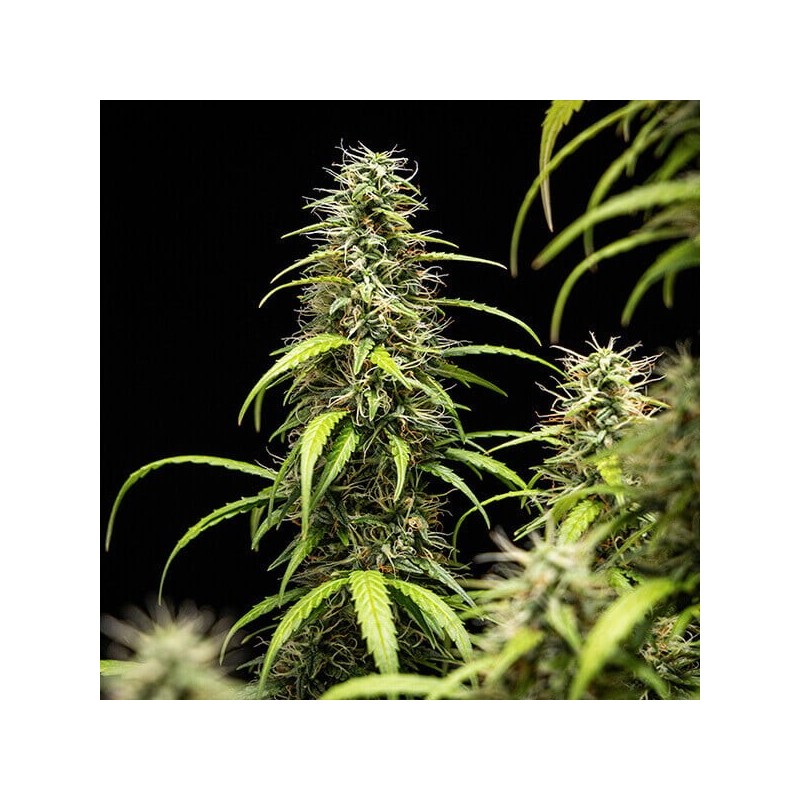 GOAT'lato Auto semi cannabis Royal Queen Seeds