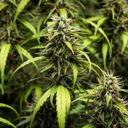 GOAT'lato Auto semi cannabis Royal Queen Seeds