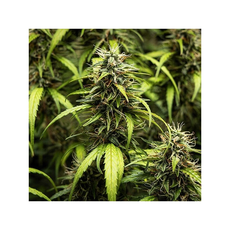 GOAT'lato Auto semi cannabis Royal Queen Seeds