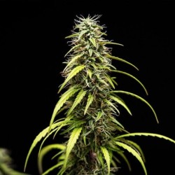 GOAT'lato Auto semi cannabis Royal Queen Seeds