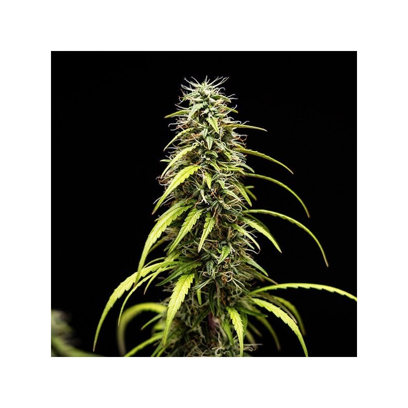 GOAT'lato Auto semi cannabis Royal Queen Seeds