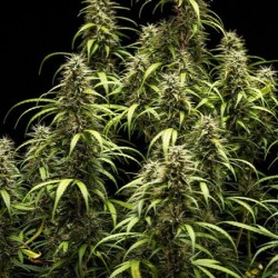 GOAT'lato Auto semi cannabis Royal Queen Seeds