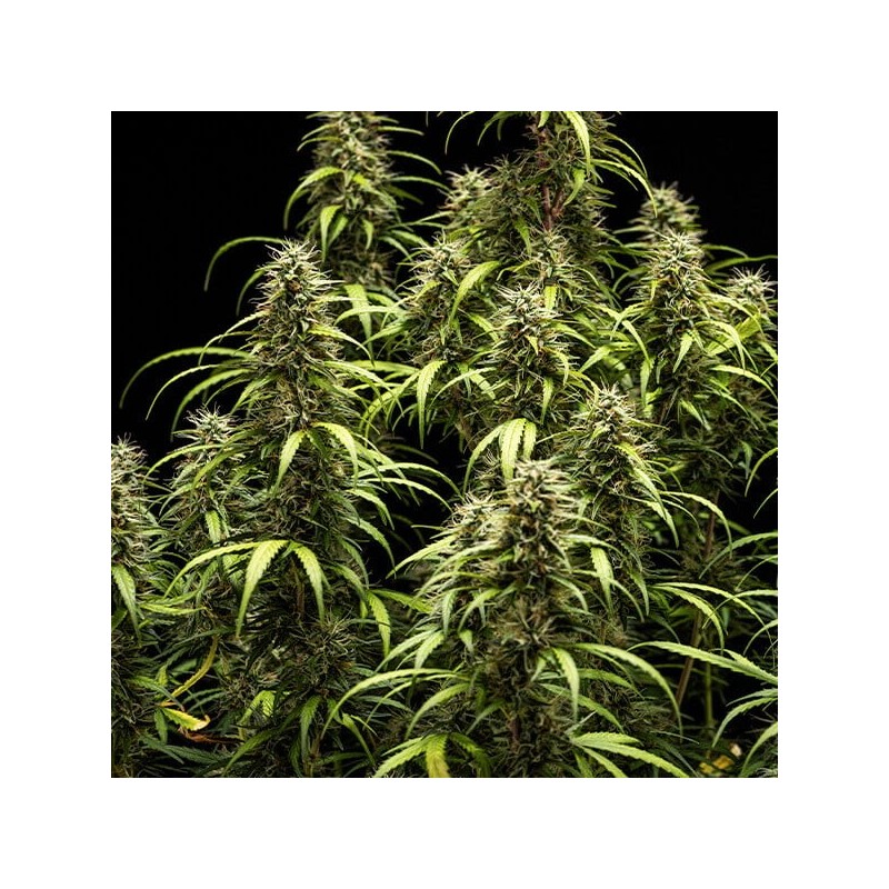 GOAT'lato Auto semi cannabis Royal Queen Seeds
